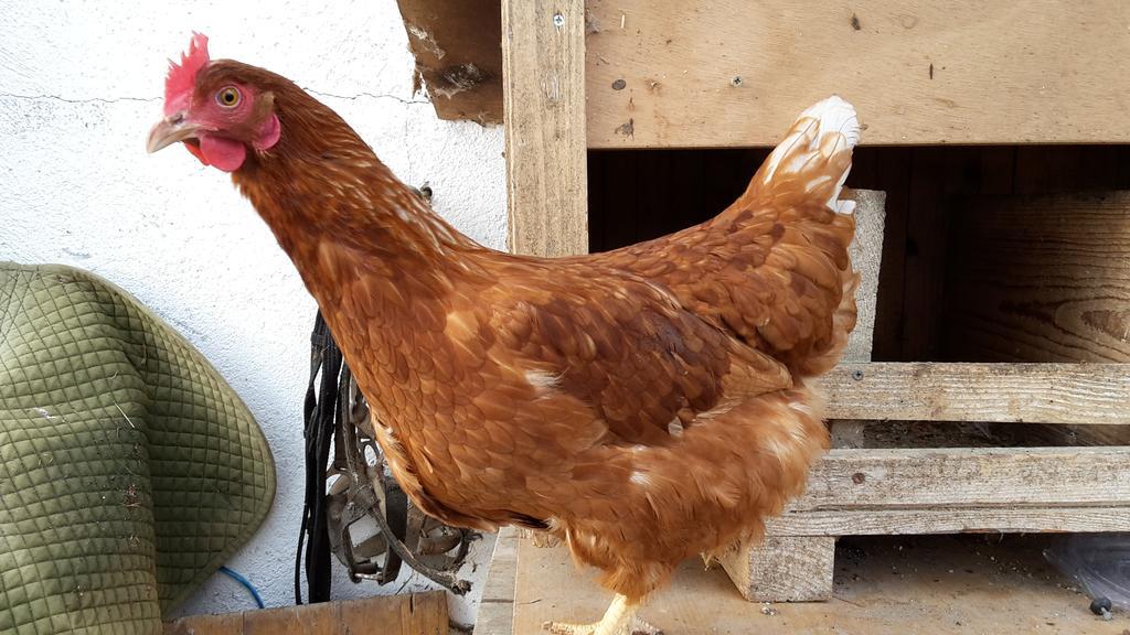 Bio-Bauernhof Rettenbachgut Werfen Eksteriør bilde